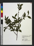 Eurya nitida Korthals 光葉柃木