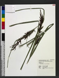 Carex baccans Nees G