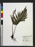 Dryopteris varia (L.) Ktze. n