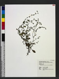 Bothriospermum zeylanicum (J. Jacq.) Druce l