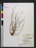 Vulpia myuros (L.) Gmel. T