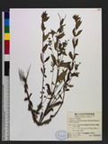 Epilobium brevifolium Don subsp. trichoneurum (Hausskn.) Raven uh