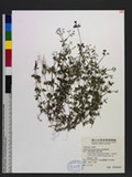 Galium echinocarpum Hayata Gެoo