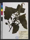 Amaranthus patulus Bertoloni CA