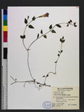Torenia concolor Lindley var. formosana T. Yamazaki ˦aG