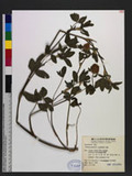Trifolium pratense L. T