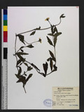 Wedelia chinensis (Osbeck) Merr. ۵