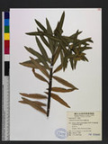 Euphorbia formosana Hayata OWju