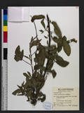 Crotalaria zanzibarica Benth. 南美豬屎豆