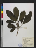 Melicope triphylla (Lam.) Merr. 假三腳鱉