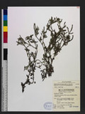 Heliotropium procumbens Mill. var. depressum (Cham.) H. Y. Liu Ѫ