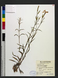 Dianthus superbus L. var. taiwanensis (Masamune) Liu & Ying OW£