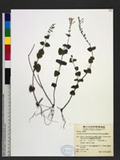 Scutellaria austrotaiwanensis T. H. Hsieh & T. C. Huang 南臺灣黃芩