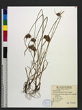 Pycreus polystachyos (Rottb.) P. Beauv. hK