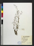 Capsella bursa-pastoris (L.) Medic. 
