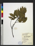 Lithocarpus corneus (Lour.) Rehder Ϥ_