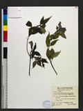 Helwingia japonica (Thunb.) Dietr. subsp. formosana (Kanehira & Sasaki) Hara & Kurosawa OWC