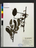 Taxillus rhododendricolus (Hayata) S. T. Chiu YH