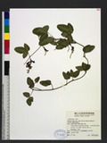 Dumasia villosa DC. subsp. bicolor (Hayata) H. Ohashi & Tateishi OWs«