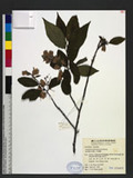 Alniphyllum pterospermum Matsum. 