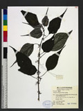 Boehmeria frutescens (Thunb. ex Murray) Thunb. CR