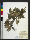 Styrax suberifolia...