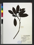 Daphniphyllum pentandrum Hayata ַ