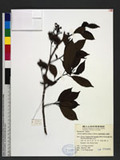Ehretia longiflora Champ. ex Benth. p߾