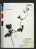Stauntonia hexaphylla (Thunb.) Decne. ۤ
