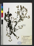Blumea lacera (Burm. f.) DC. 生毛將軍