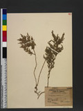 Selaginella plana (Desv. ex Poir.) Hieron.