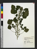 Acalypha indica L. LKA