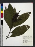 Wendlandia uvariifolia Hance A