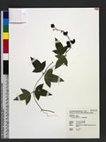 Passiflora suberosa L. Tf