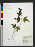 Passiflora suberosa L. Tf