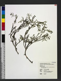 Heliotropium procumbens Mill. var. depressum (Cham.) H. Y. Liu Ѫ