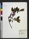 Rhododendron rubro-pilosum Hayata Y