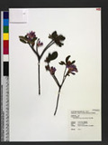 Rhododendron rubro-pilosum Hayata Y