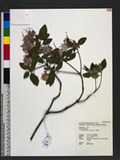 Rhododendron ovatum Planch. Ȫ