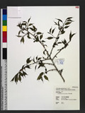 Prunus transarisanensis Hayata s