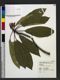Eriobotrya deflexa (Hemsl.) Nakai 山枇杷