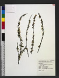 Spiraea prunifolia Siebold & Zucc. var. pseudoprunifolia (Hayata) Li 笑靨花