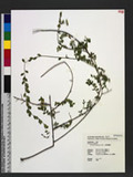 Berchemia lineata (L.) DC. p