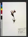 Pleione bulbocodioides (Franch.) Rolfe 臺灣一葉蘭