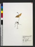 Listera deltoidea Fukuyama T