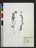 Hedyotis hedyotidea (DC.) Merr. nD