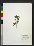 Oenothera stricta ...