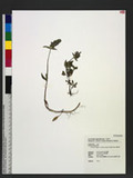 Prunella vulgaris L. subsp. asiatica (Nakai) H. Hara L\