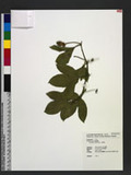 Passiflora edulis ...