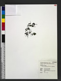 Crepidomanes palmifolium (Hayata) DeVol ܸ߿
